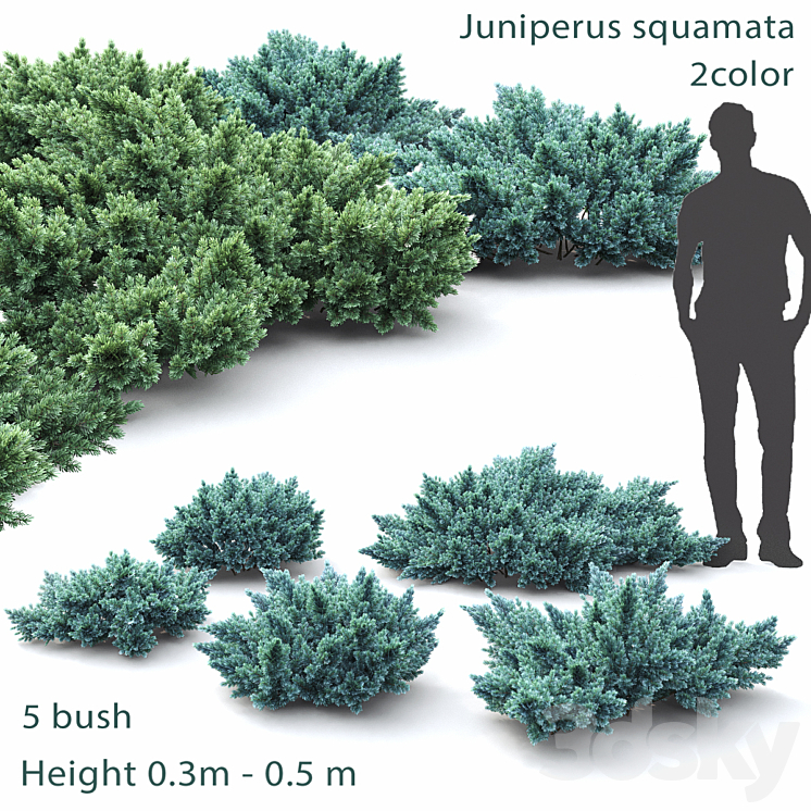 JUNIPER SQUAMATA # 1 