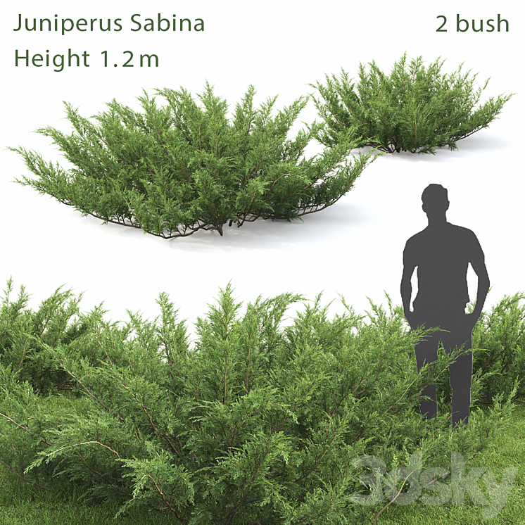 JUNIPERUS SABINA # 1 