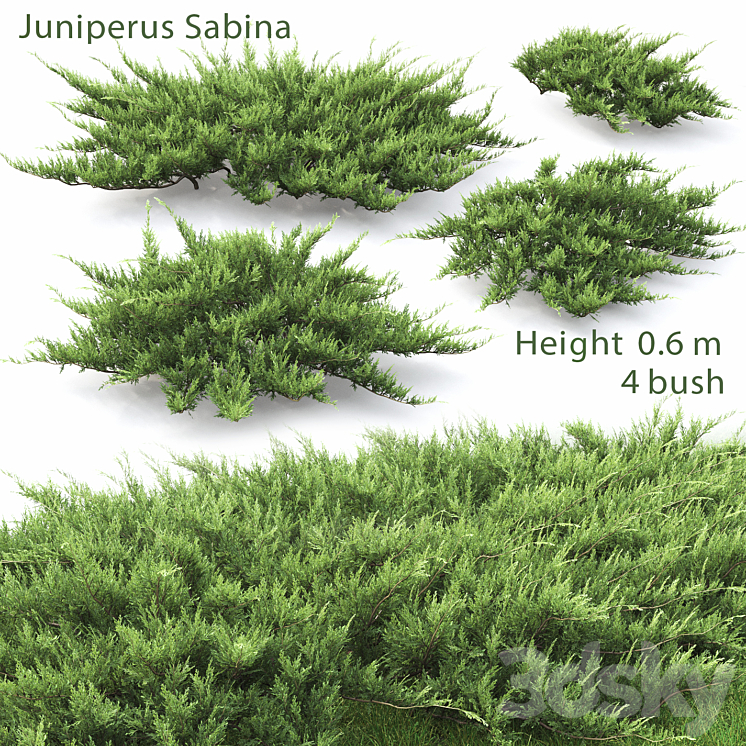 JUNIPERUS 