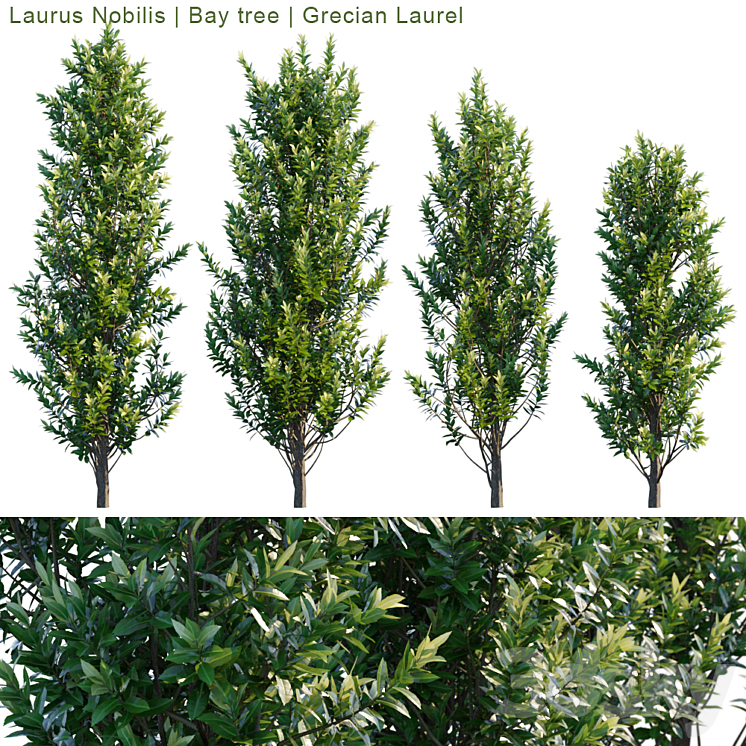 LAURUS NOBILIS BAY TREE GRECIAN LAUREL 