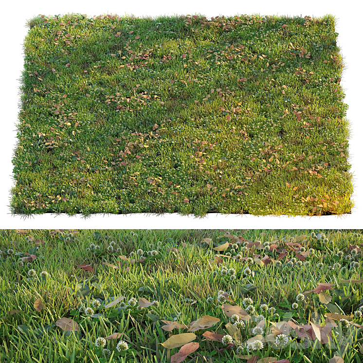LAWN WITH CLOVER AND DRY LEAVES 