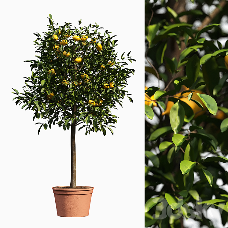 LEMON BUSHES 