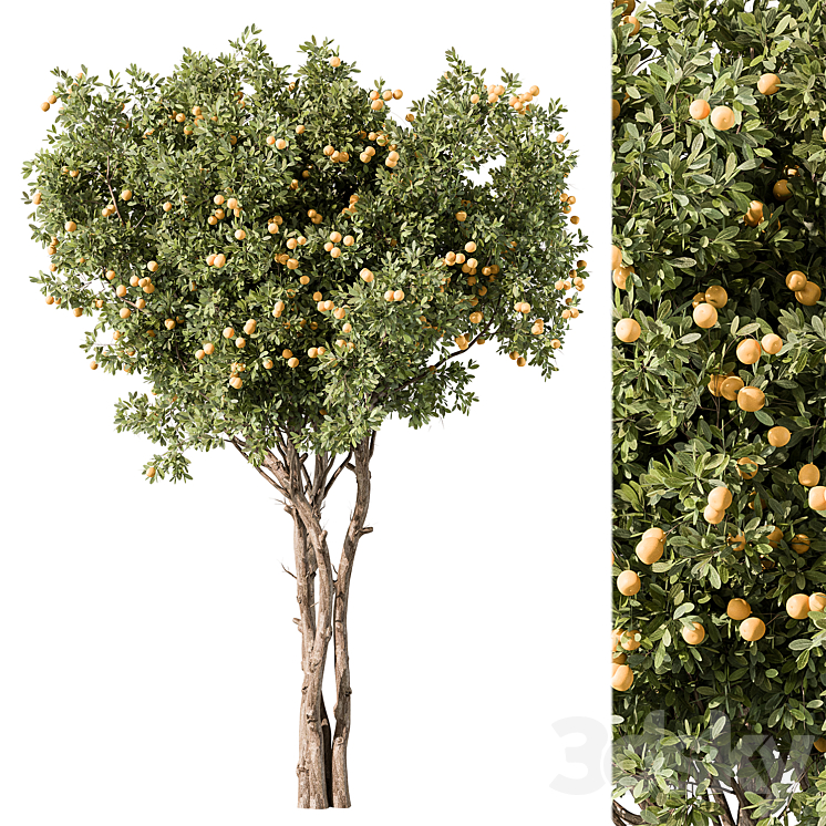 LEMON TREE SET 117 