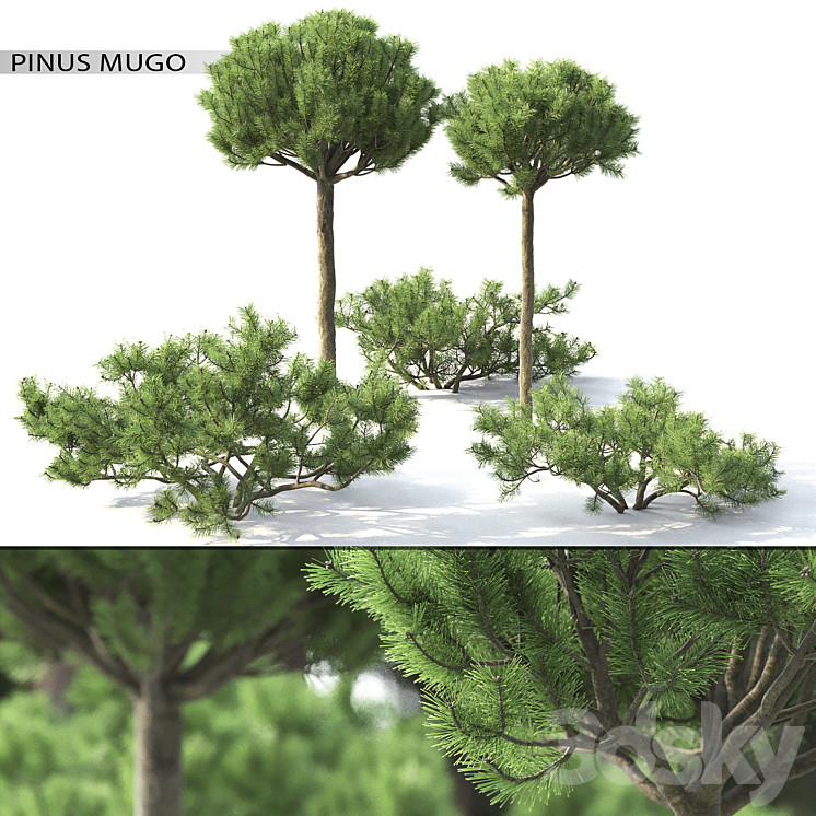 PINUS MUGO 3 