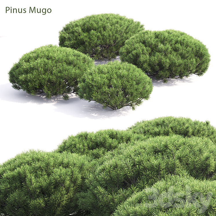 PINUS MUGO 