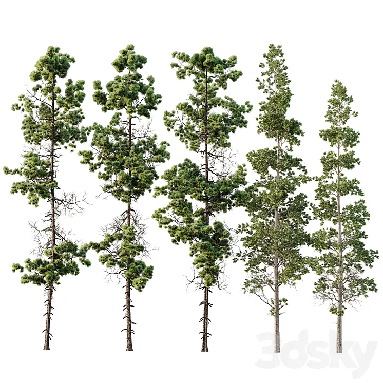 PINUS PALUSTRIS AND SPHAEROPTERIS LEPIFERA 