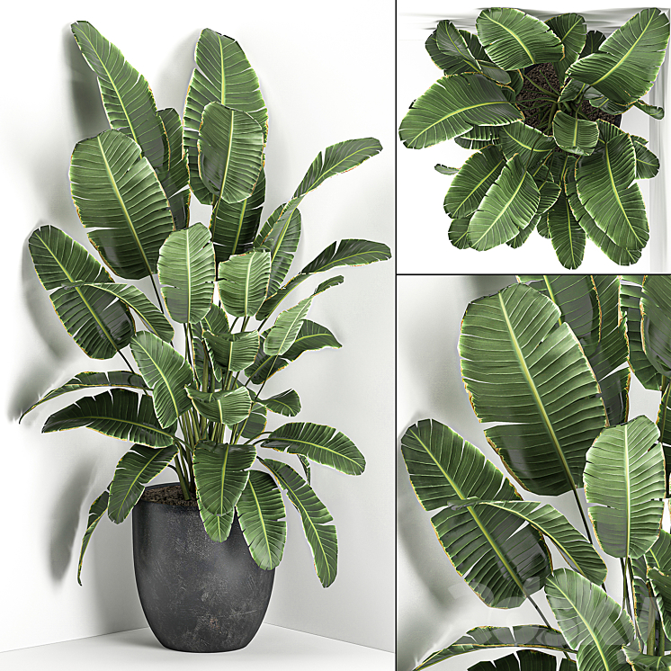 LUSH_BEAUTIFUL_BANANA_CORNER_PALM_IN_A_BLACK_POT_WITH_STRELITZIA 