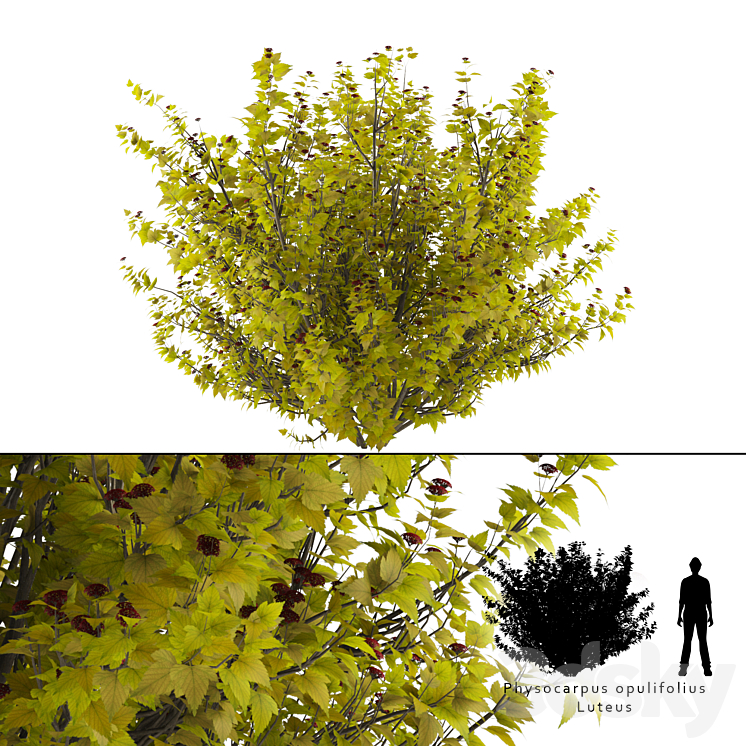 LUTEUS CANNIFEROUS BUZZARD PHYSOCARPUS OPULIFOLIUS LUTEUS 