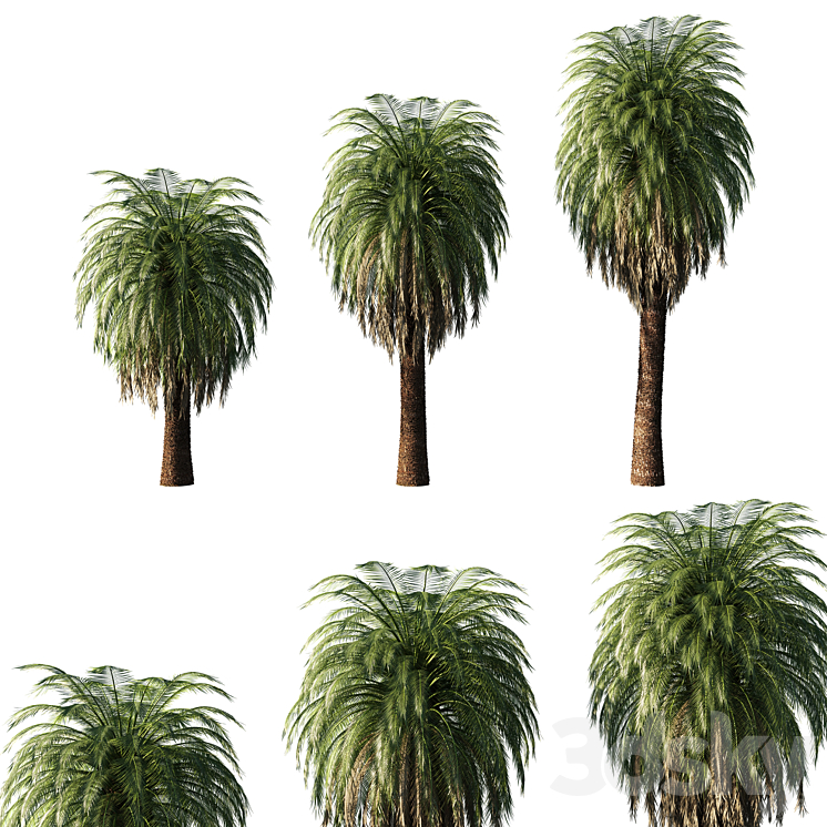 MACROZAMIA MOOREI PALM TREE 02 