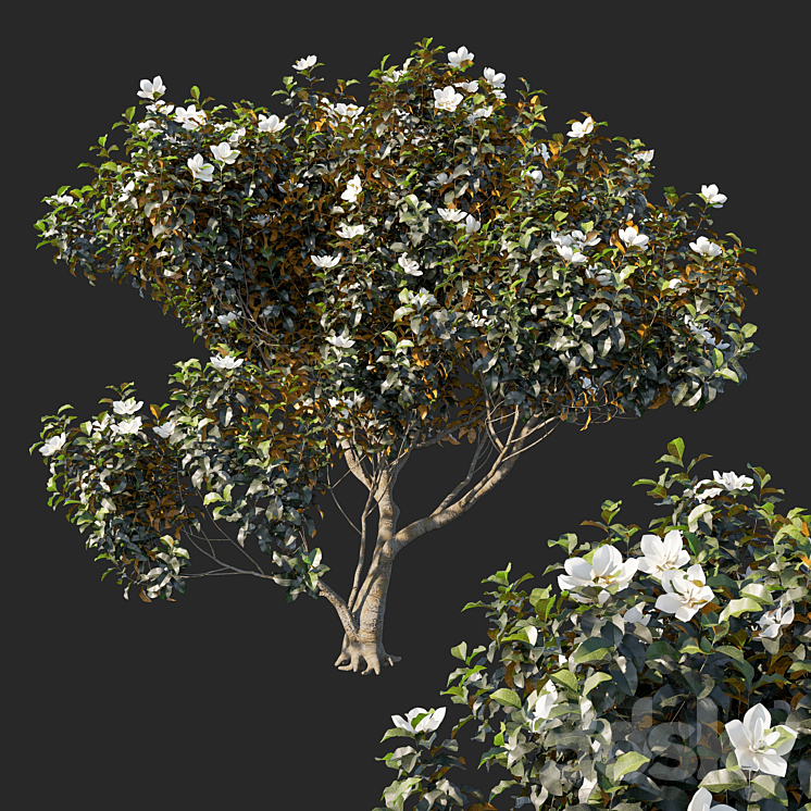 MAGNOLIA GRANDIFLORA 04 