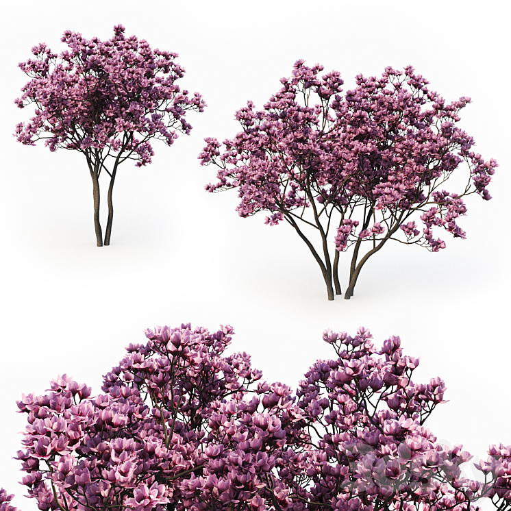MAGNOLIA LILIFLORA 3M 2 TREE SET 