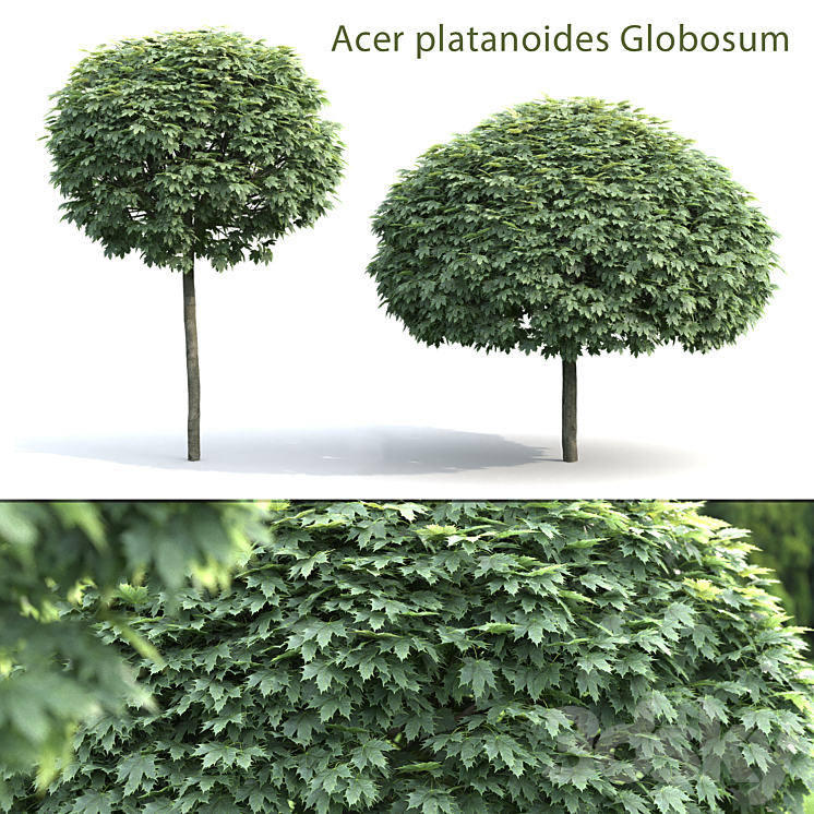 MAPLE GLOBOZUM 