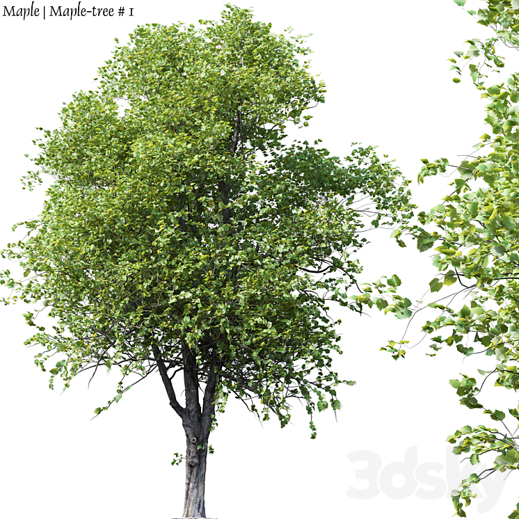 MAPLE MAPLE TREE # 1 
