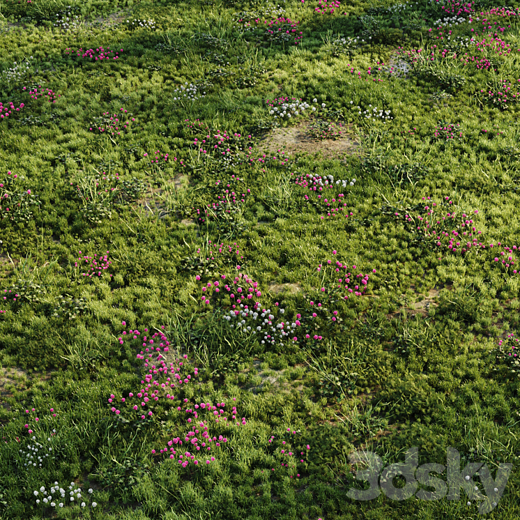 MEADOW GRASS 
