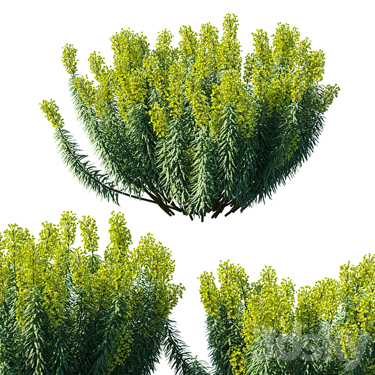 MEDITERRANEAN SPURGE 