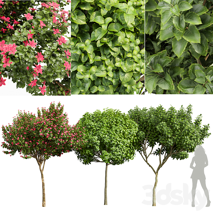 MICHELIA_CHAMPACA_AND_CATALPA_BIGNONIOIDES_AND_ORCHID_FRAGRANT_FLOWER 