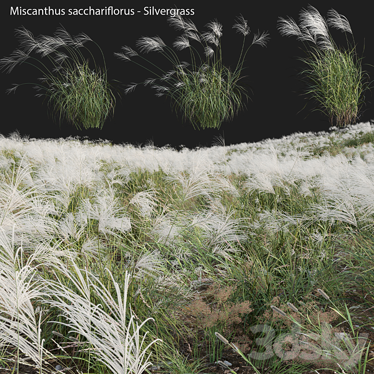 MISCANTHUS SACCHARIFLORUS SILVERGRASS 03 