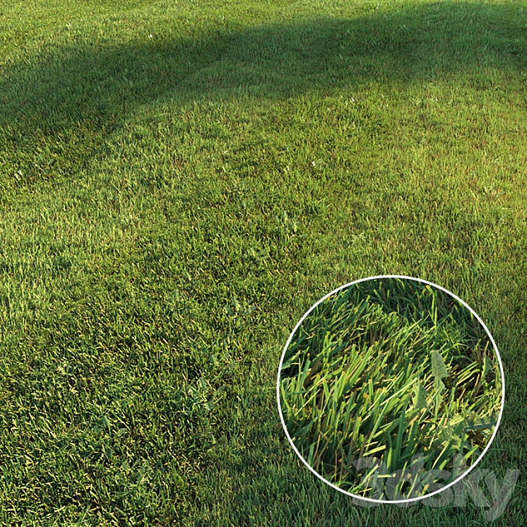 MOWED LAWN 