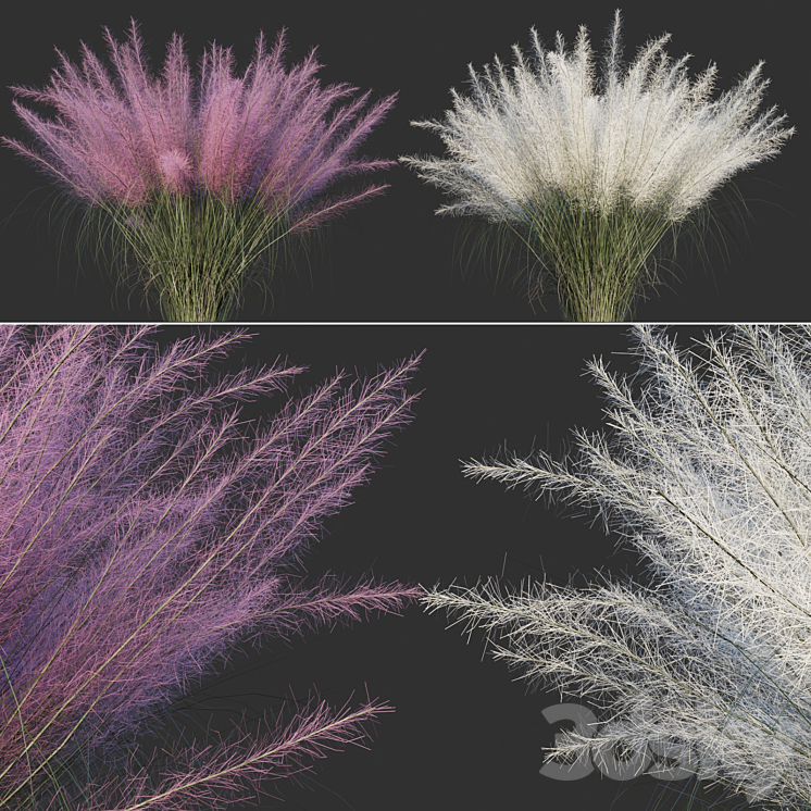 MUHLENBERG HAIRY MUHLENBERGIA CAPILLARIS 