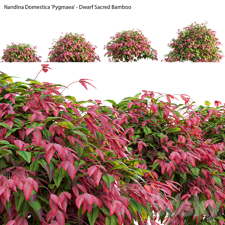 NANDINA DOMESTICA PYGMAEA DWARF SACRED BAMBOO 