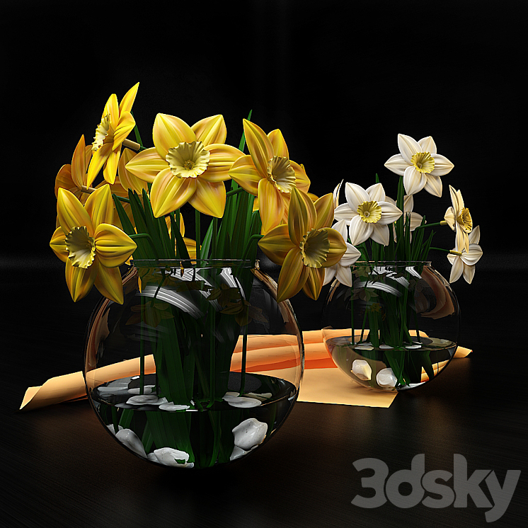 NARCISSUS 