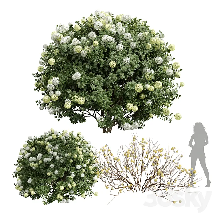NEW_PLANT_EDGEWORTHIA_CHRYSANTHA_PAPERBUSH_VIBURNUM_OPULUS_ROSEUM 