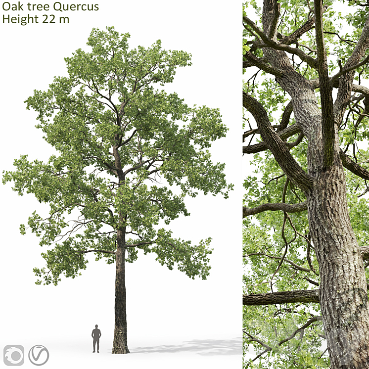 OAK 