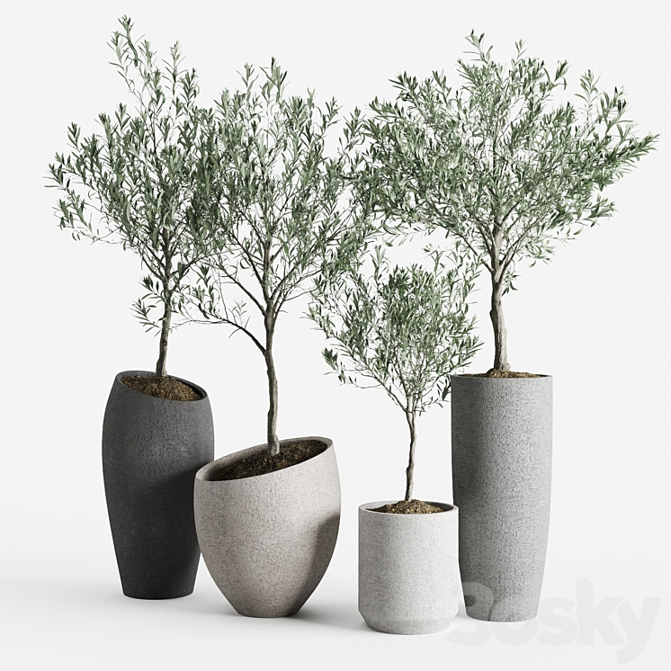 OLIVE EUROPEAN POTTED ECO STONE HITOHANA 