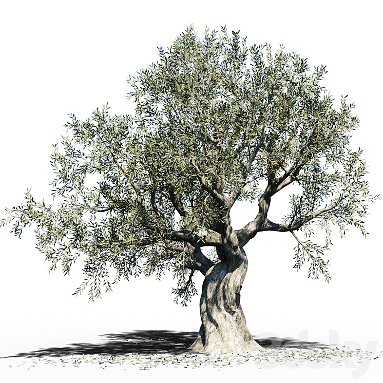 OLIVE TREE EUROPA OLEA # 3 