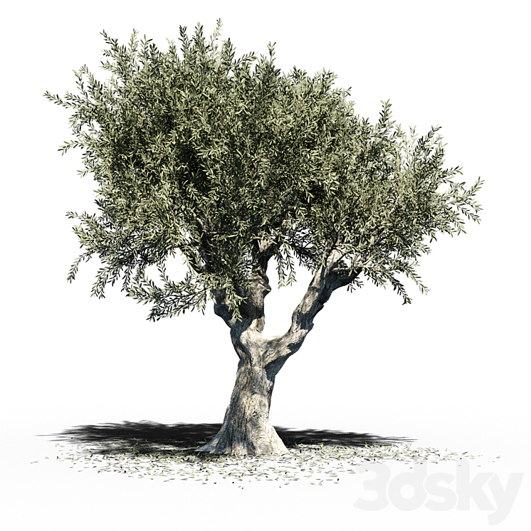OLIVE TREE EUROPA OLEA V2 