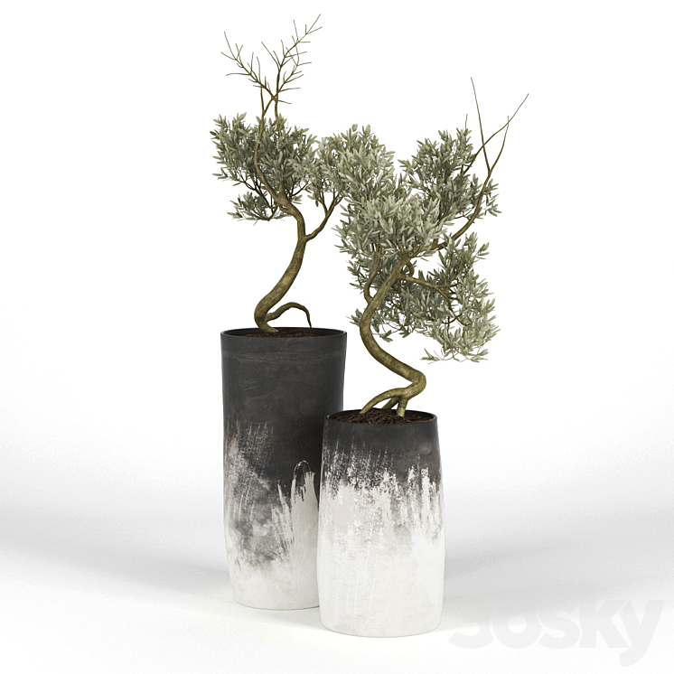 OLIVE TREE III 