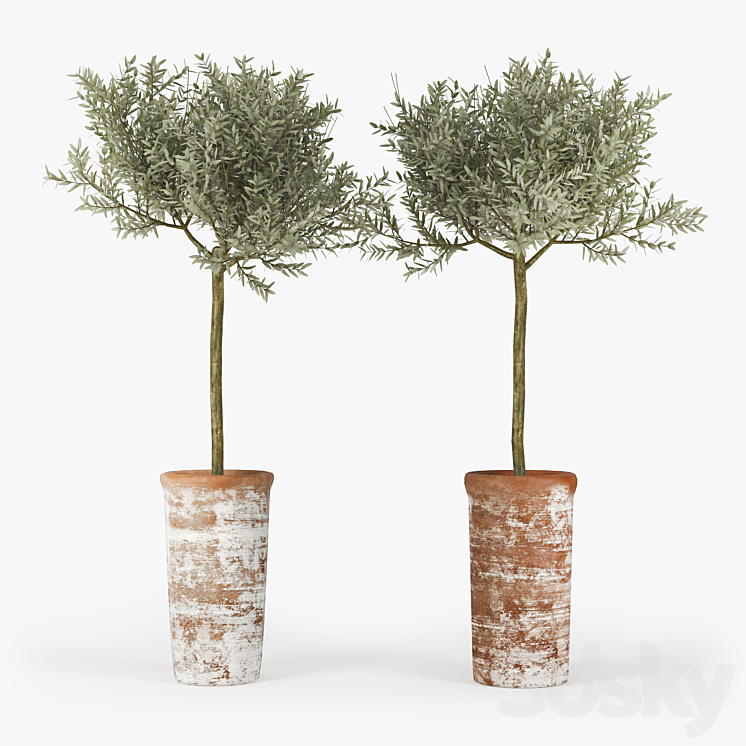 OLIVE TREE 