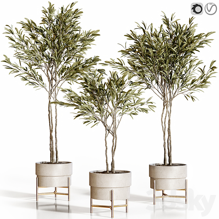 OLIVE TREES 3 