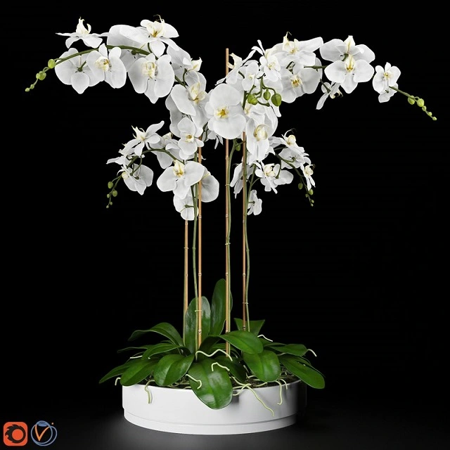 ORCHID 2 