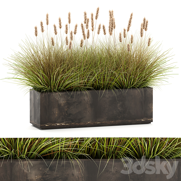 OUTDOOR_METAL_POT_IN_THE_BUSHES_PAMPAS_GRASS_FLOWERPOT_FLOWERBED 