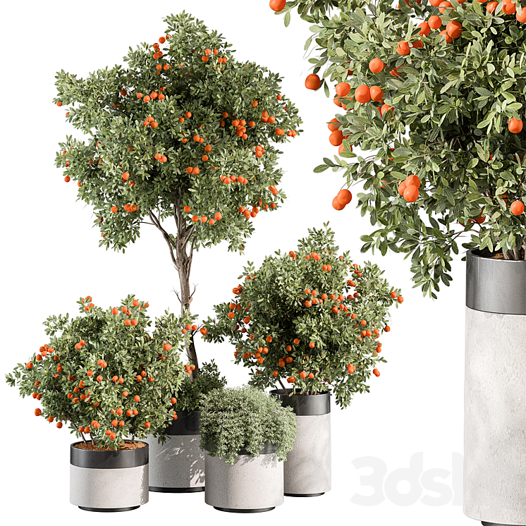 OUTDOOR PLANT 513 ORANGE TREE 