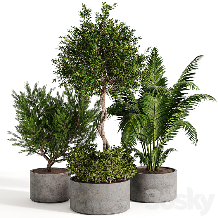 OUTDOOR PLANT COLLECTION 02 