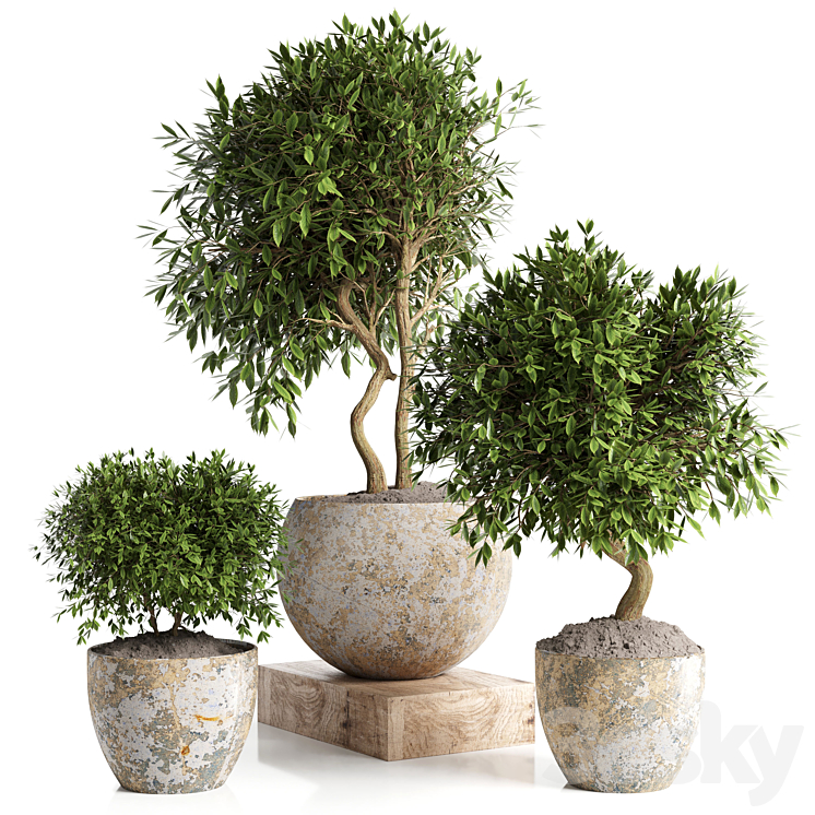 OUTDOOR PLANT IN CONCRETE POT 12 