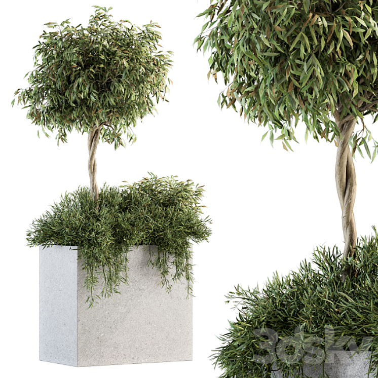 OUTDOOR PLANT SET 172 PLANT BOX TREE 