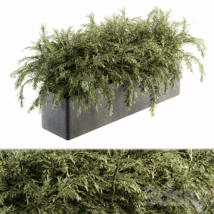 OUTDOOR PLANT SET 180 PLANT IN POT 