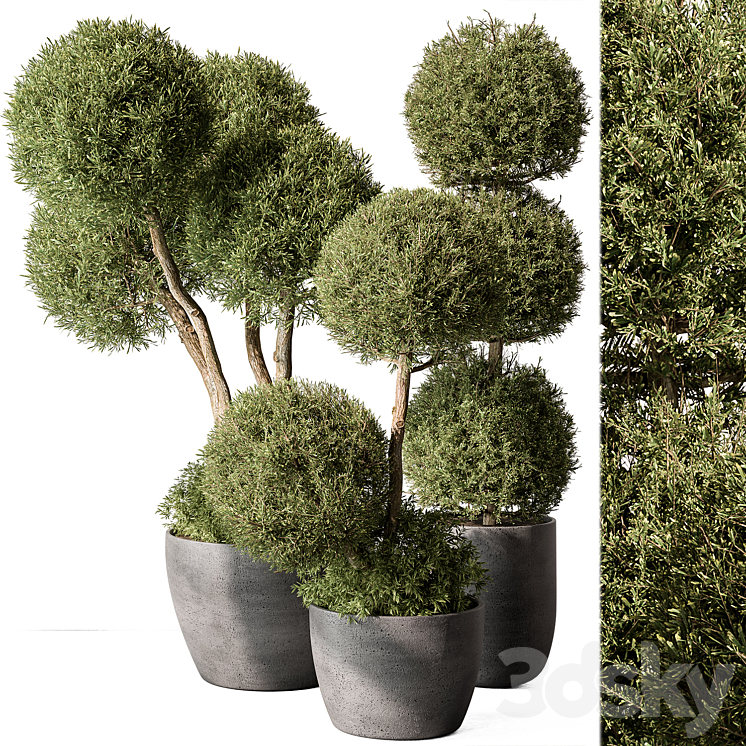 OUTDOOR PLANT SET 414 TOPIARY BALL PLANT IN POT VRAY 
