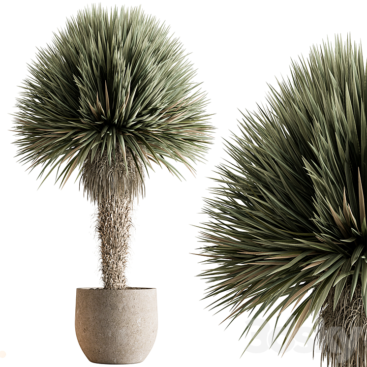 OUTDOOR PLANTS 577 YUKA TREE 