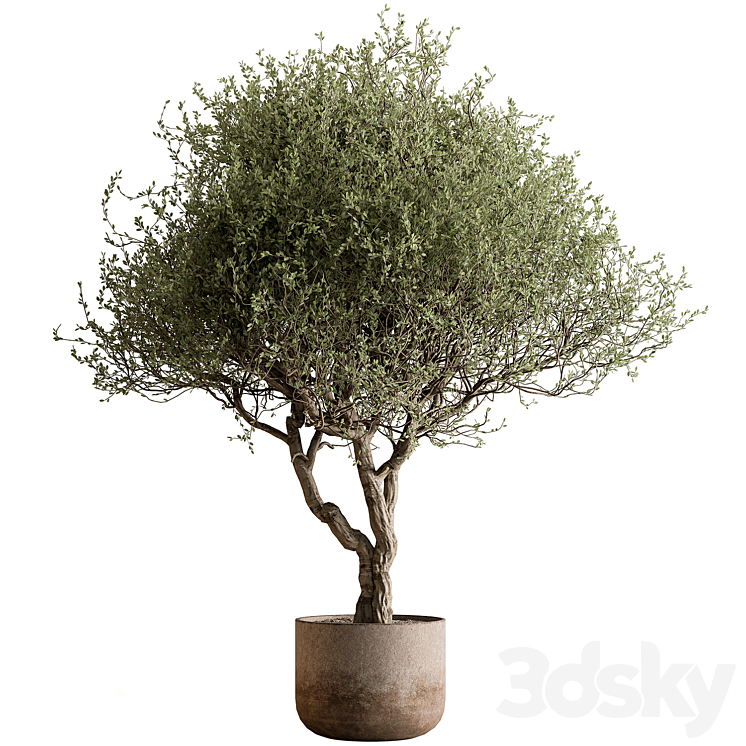 OUTDOOR PLANTS 594 TREE IN POT 