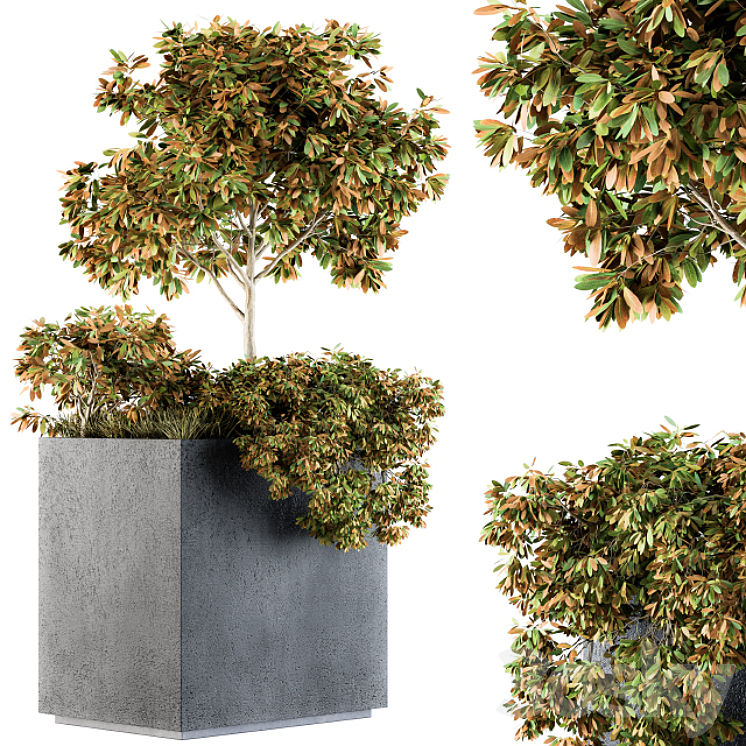 OUTDOOR PLANTS IN CONCRETE PLANT BOX SET 98 