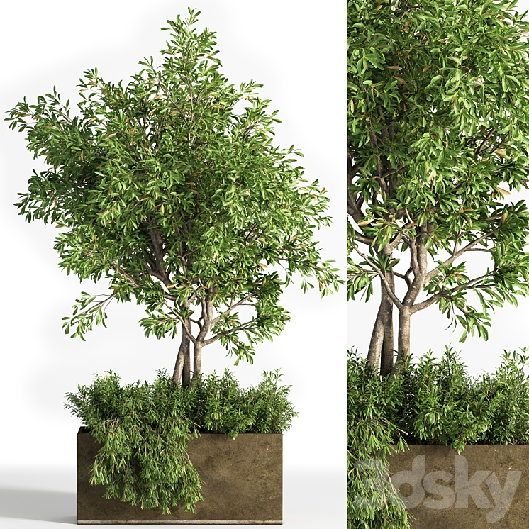 OUTDOOR PLANTS TREE 13 