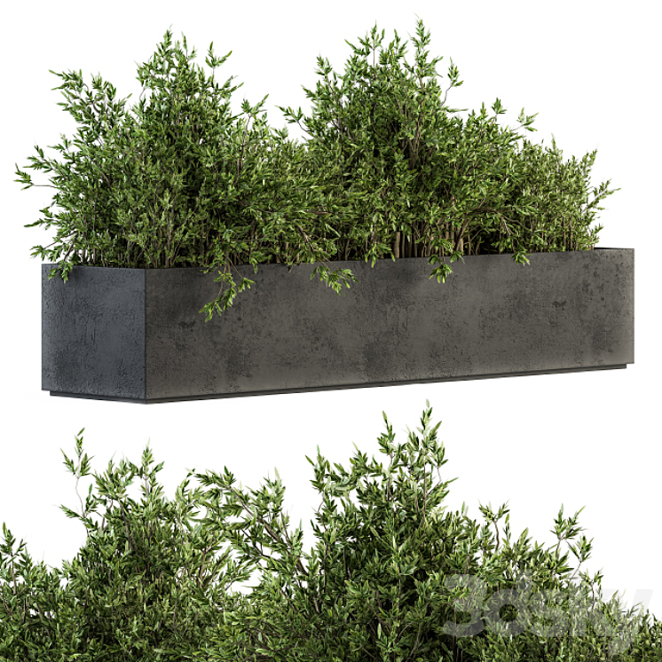 OUTDOOR PLANTS TREE IN CONCRETE BOX SET 126 