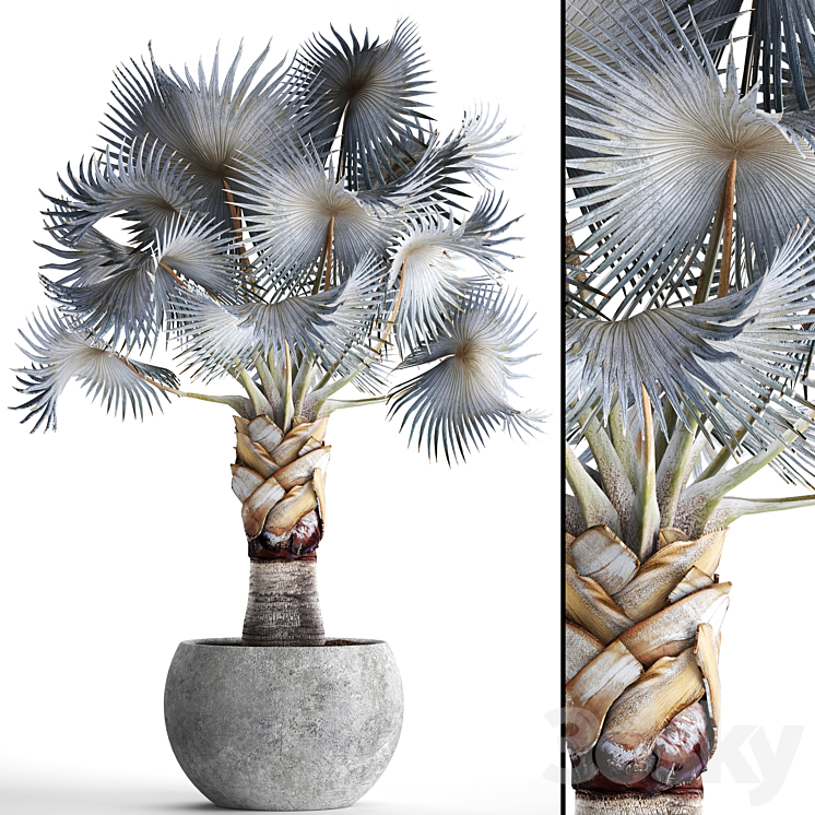 PALM_BISMARCKIA_NOBILIS_BLUE_FAN_PALM_BRACHEA_BISMARCKIA_PALM_TREE 