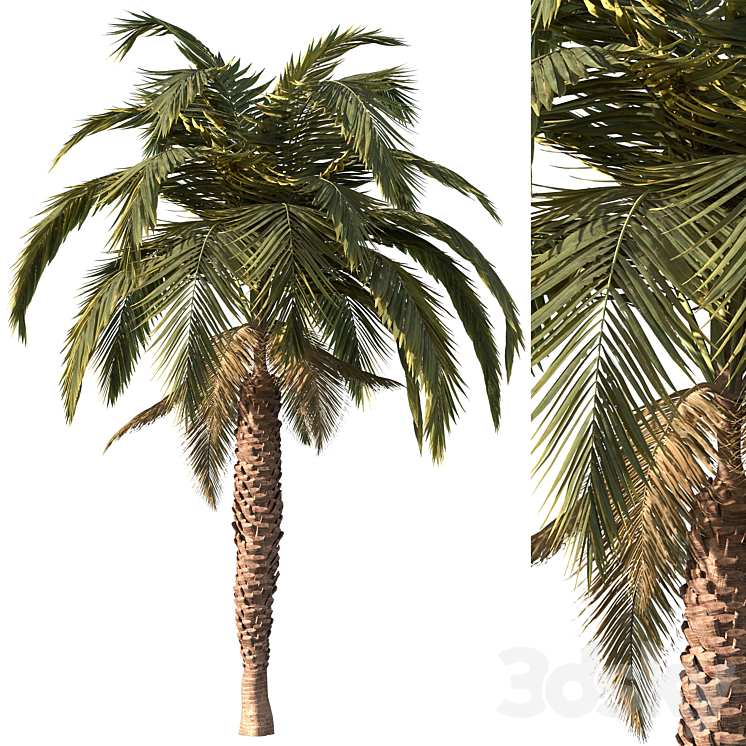 PALM TREE VOL1 