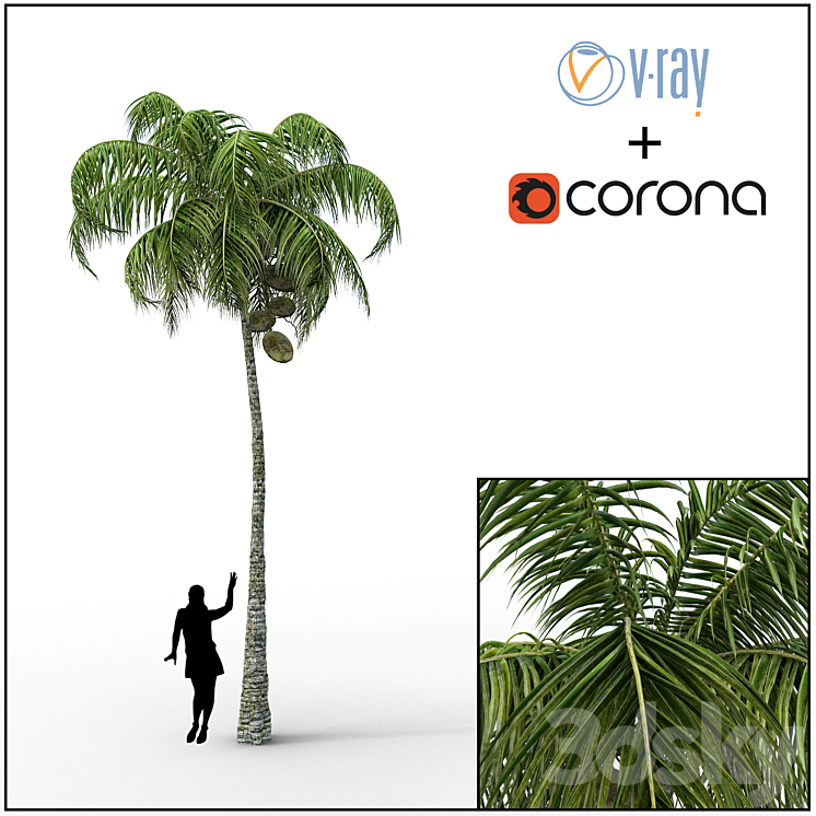 PALM 