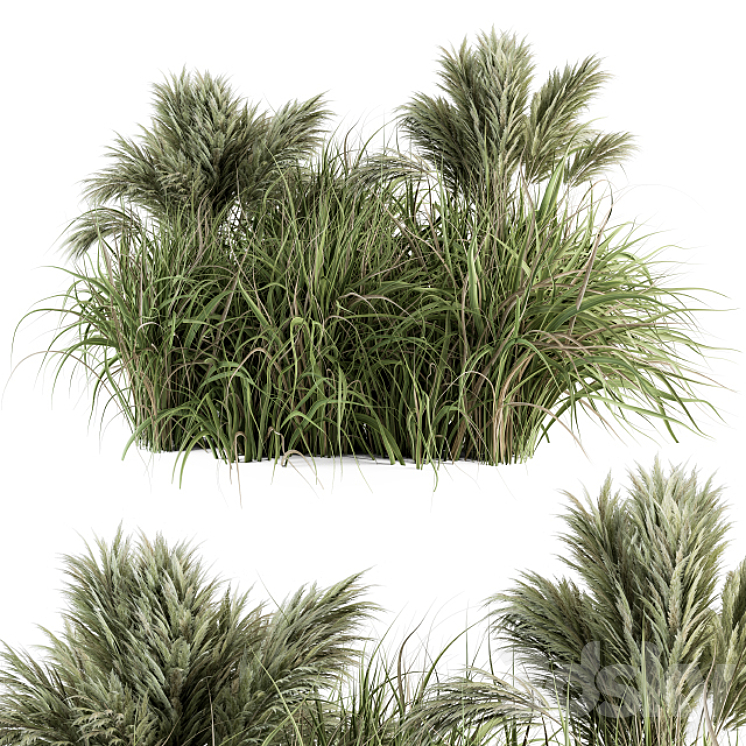 PAMPAS BUSH BUSH SET 21 